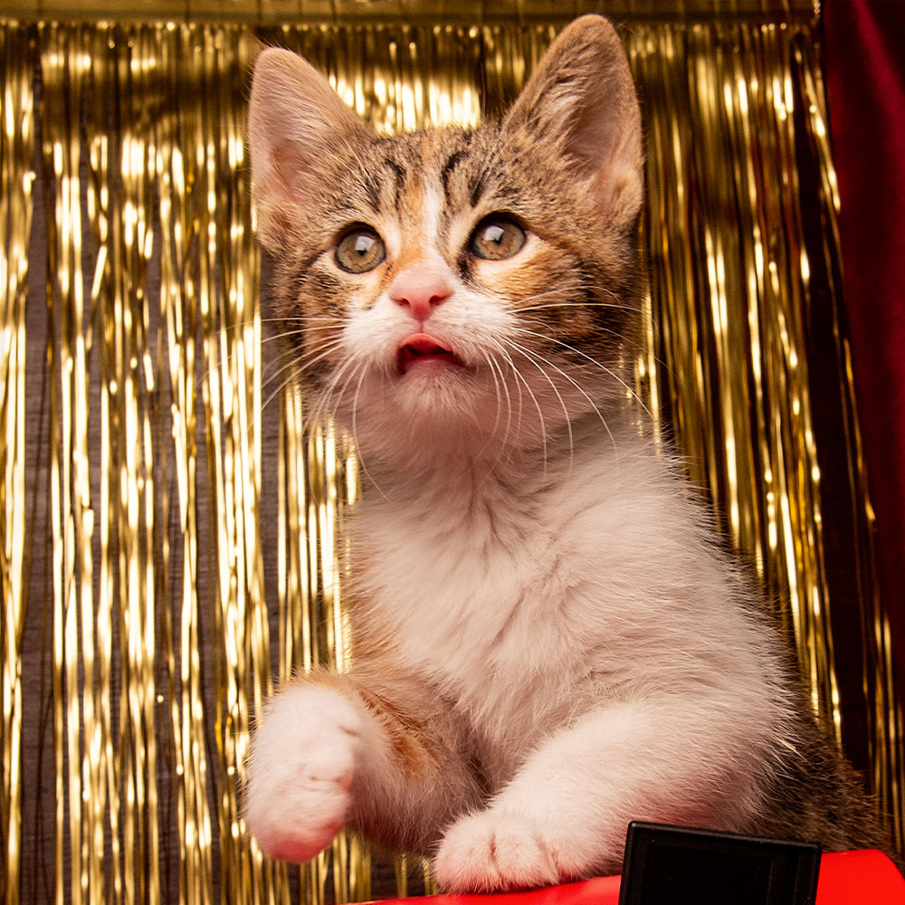 Silvester mit Deiner Katze: So wird der Jahreswechsel entspannt Silvester mit Deiner Katze: So wird der Jahreswechsel entspannt