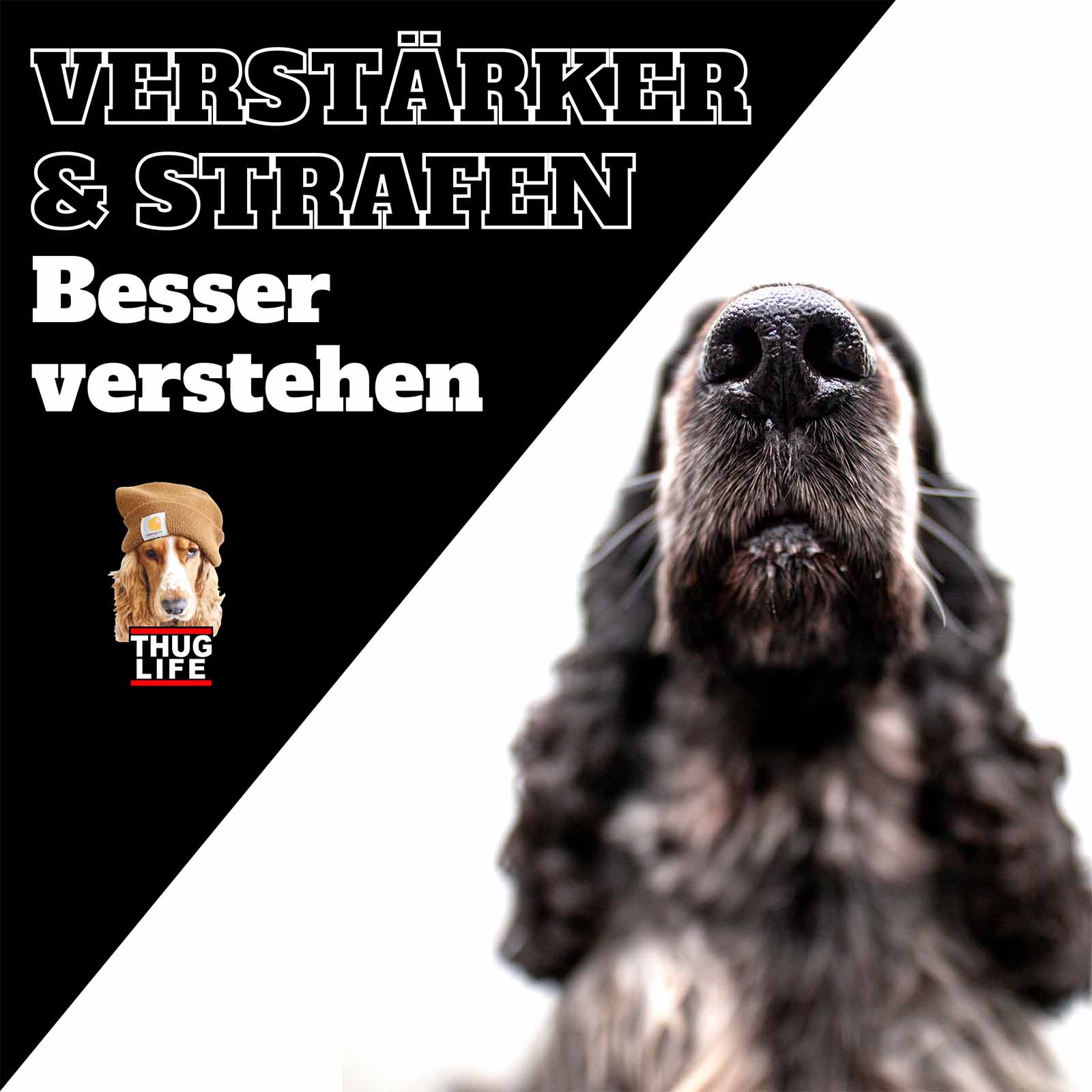 Vroni's Hundeschule: Verstärker und Strafen Vroni's Hundeschule: Verstärker und Strafen