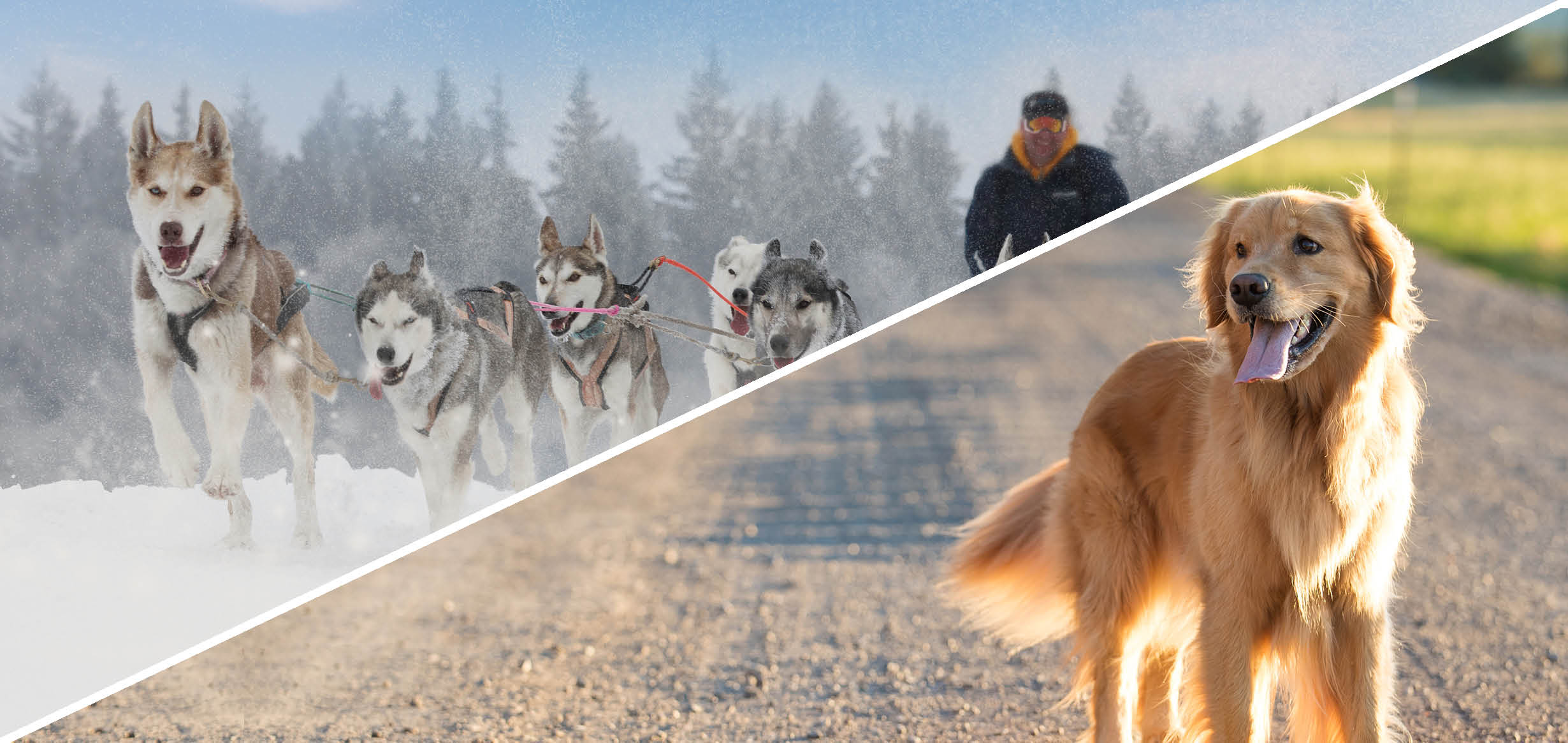 Hundetypen, Huskys vor einem Schlitten, Golden Retriever auf der Straße Hundetypen, Huskys vor einem Schlitten, Golden Retriever auf der Straße