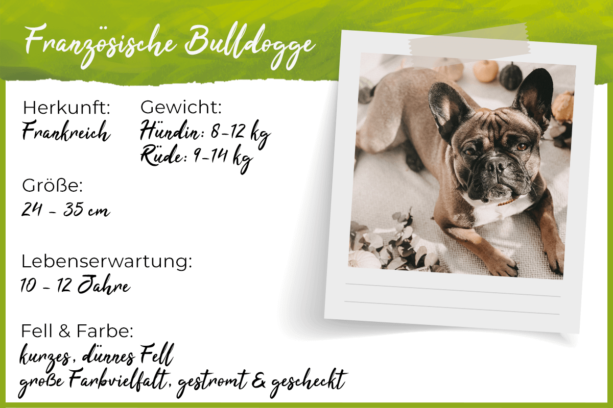 Steckbrief Französische Bulldogge Steckbrief Französische Bulldogge