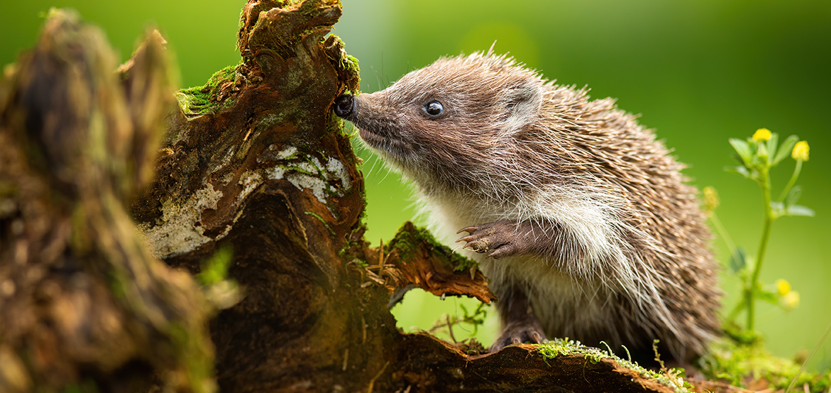 Igel schnuppert und sucht nach Katzenfutter in der Natur. Igel schnuppert und sucht nach Katzenfutter in der Natur.