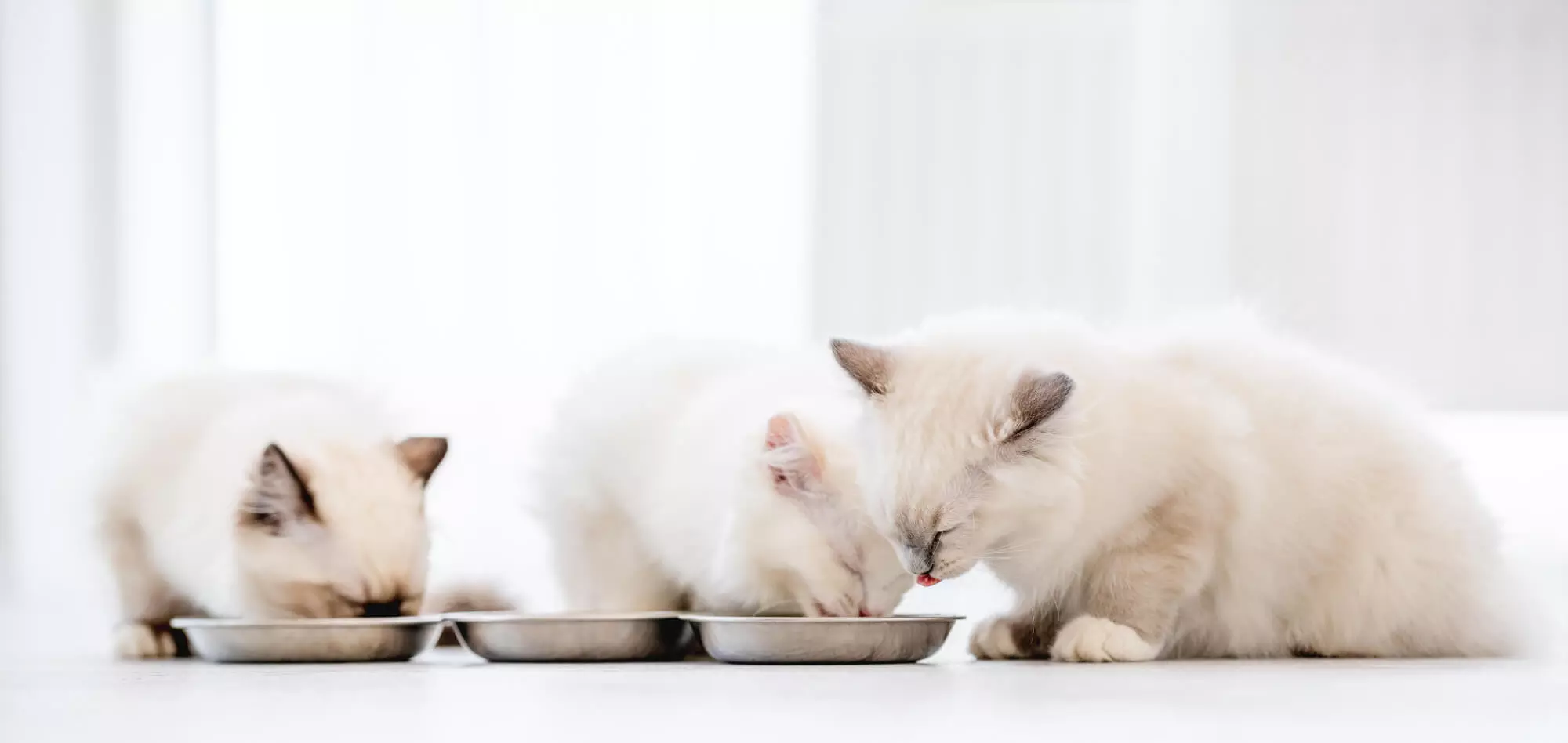 5 Mythen der Katzenernährung im Check!