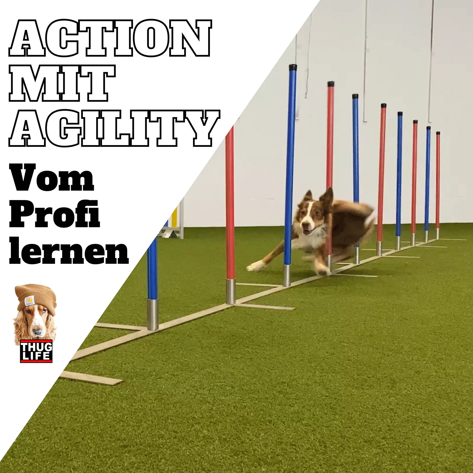 Vroni's Hundeschule: Agility Vroni's Hundeschule: Agility