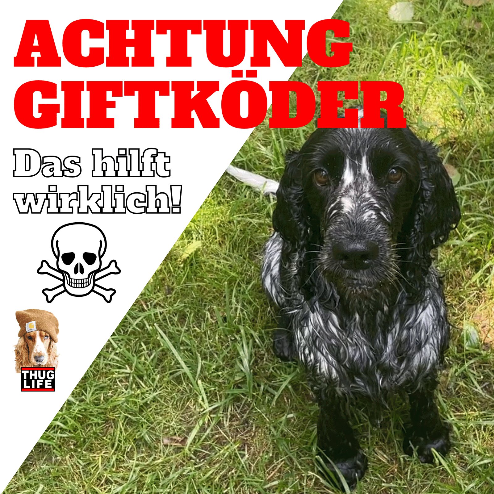 Vroni's Hundeschule: Achtung Giftköder