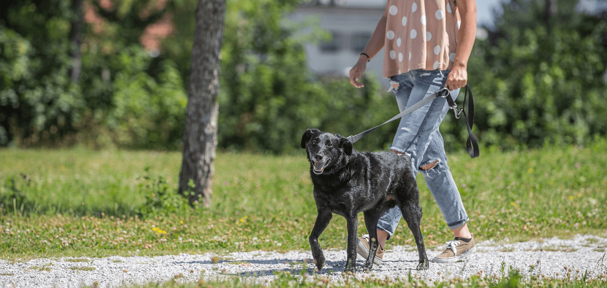 Four basic rules for dog owners during hot weather