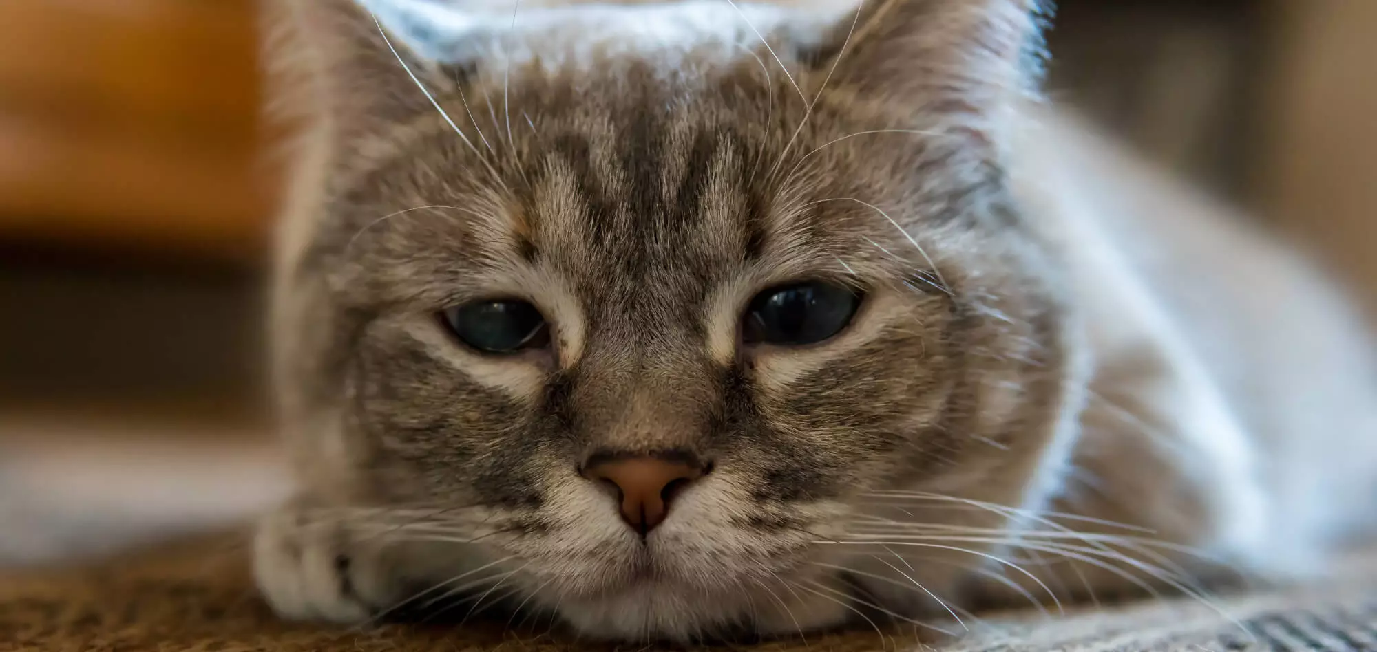 Erste Hilfe bei der Katze Erste Hilfe bei der Katze