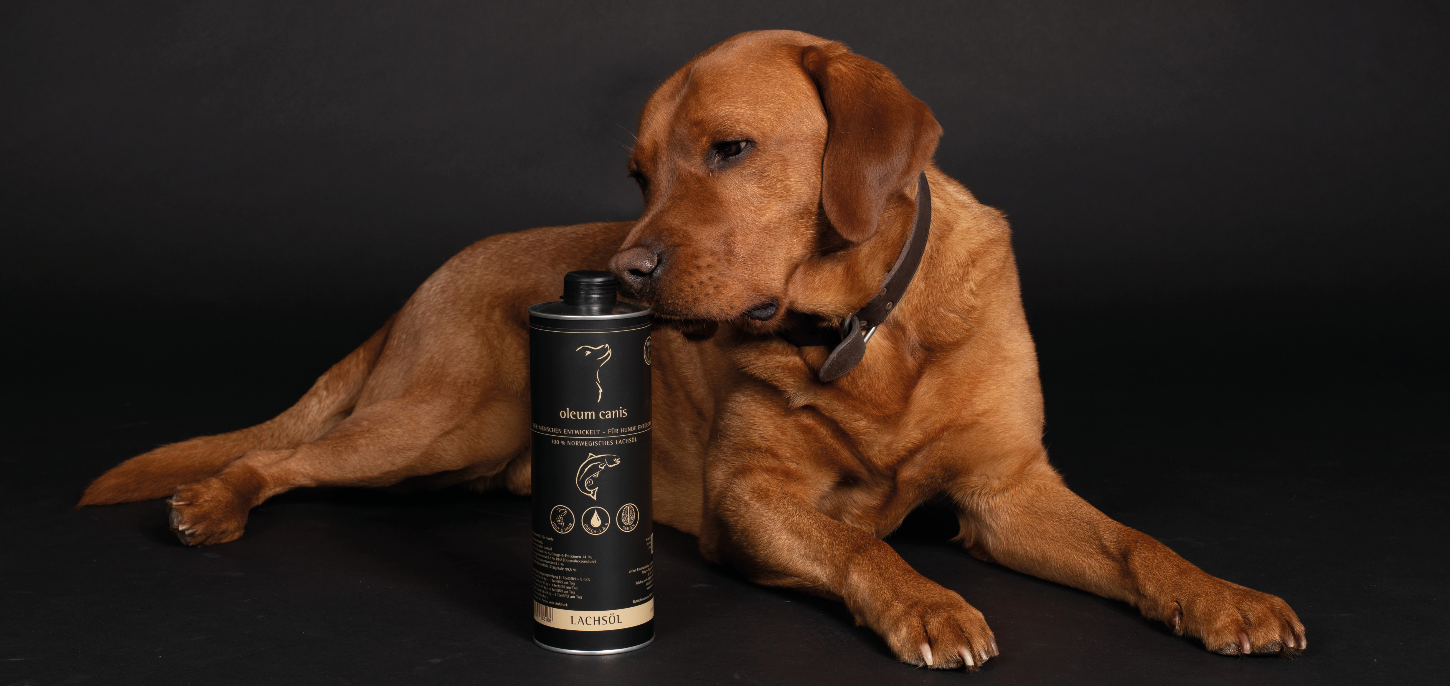 Hund mit Lachsöl Hund mit Lachsöl