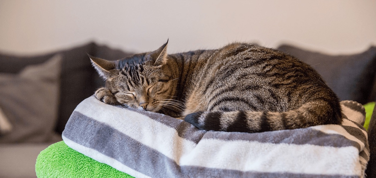 Katzen und ihr Schlafverhalten
