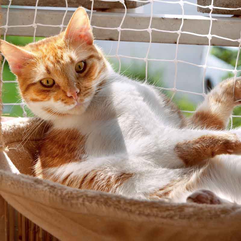 3 Tipps Für den Katzensicheren Balkon