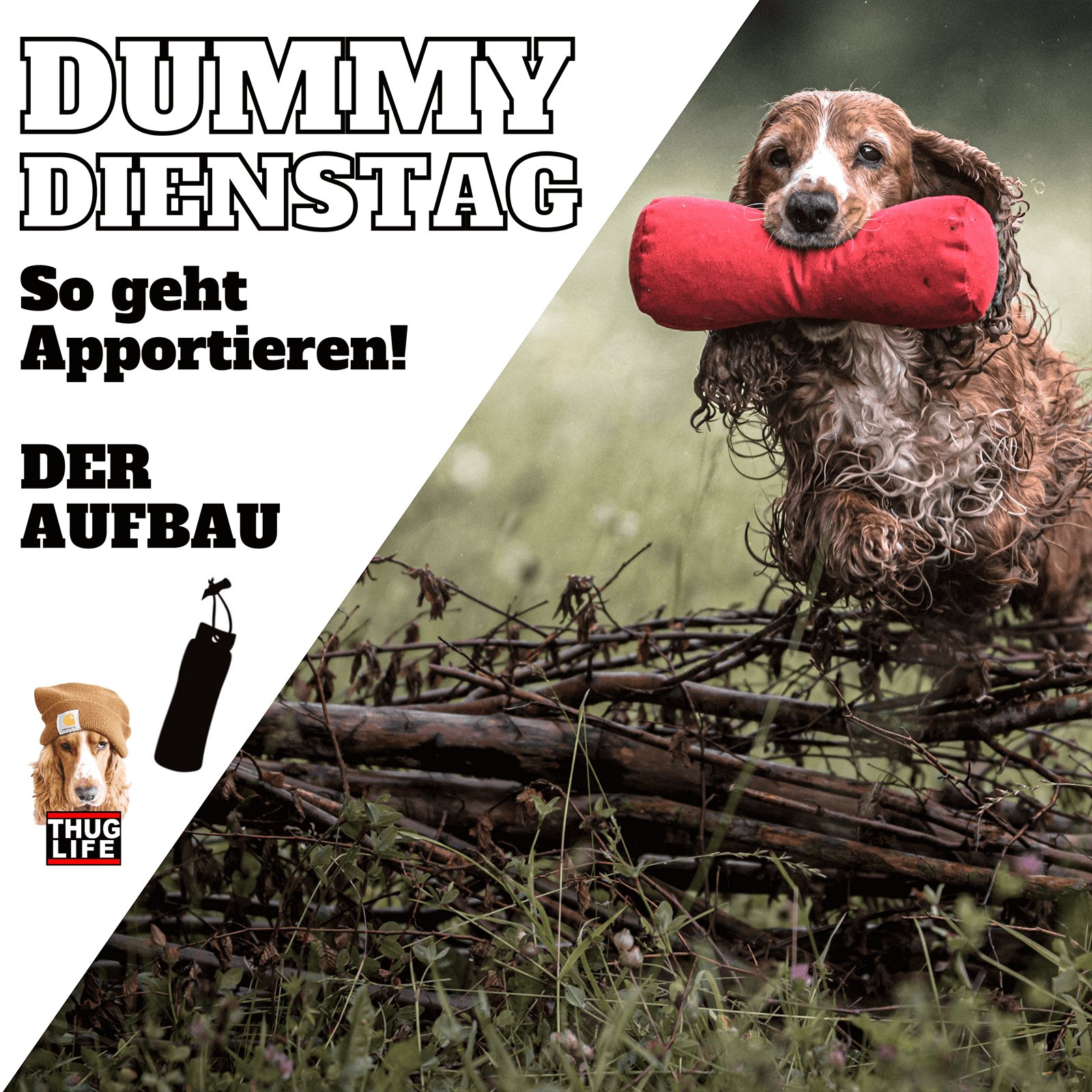 Vroni's Hundeschule: Dummy Dienstag - Apportieren - Der Aufbau