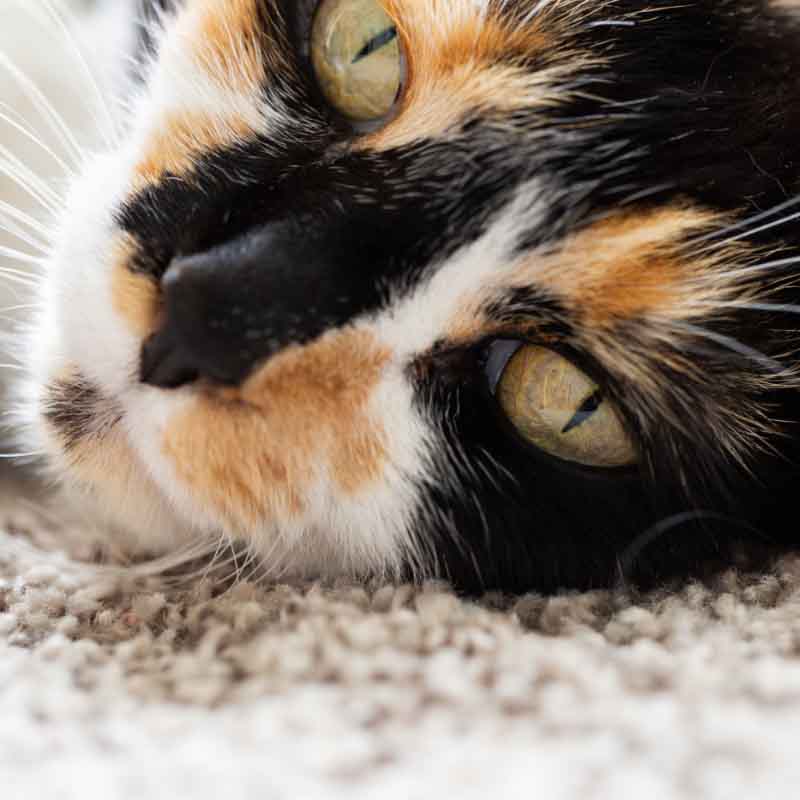 Unsere Samtpfoten als Glücksbringer Unsere Samtpfoten als Glücksbringer