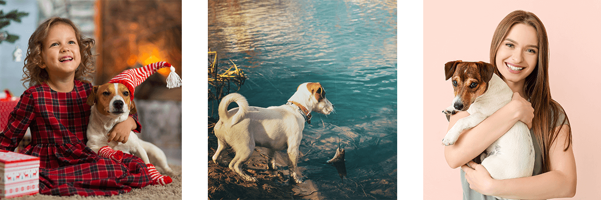 Jack Russell Terrier Collage Jack Russell Terrier Collage