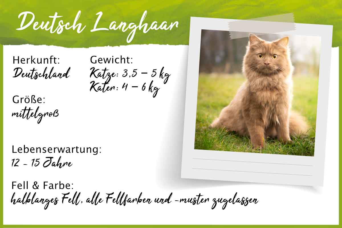 Steckbrief Deutsch Langhaar Katze Steckbrief Deutsch Langhaar Katze
