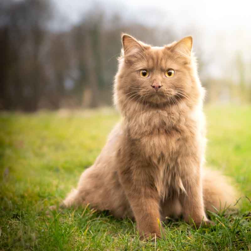 Rasseportrait: Deutsch Langhaar Katze Rasseportrait: Deutsch Langhaar Katze